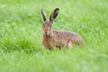 Brown Hare