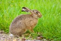 Brown Hare Royalty Free Stock Photo
