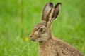 Brown Hare eating grass Royalty Free Stock Photo