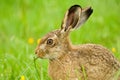 Brown Hare eating grass Royalty Free Stock Photo