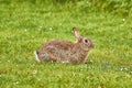 Brown Hare on Grass Royalty Free Stock Photo