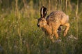 Brown hare jumping in grass in springtime sunlight