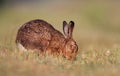 Brown hare eating grass Royalty Free Stock Photo