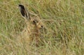 Brown Hare Lepus europaeus leveret hiding in the grass.