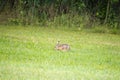 Brown hare Lepus europaeus perched in a meadow