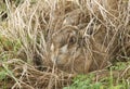 A Brown Hare, Lepus europaeus, sheltering in a form, which is a shallow depressions in the ground or grass.