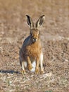 Brown Hare - Lepus europaeus sitting with a raised paw.