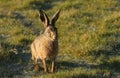 A Brown Hare, Lepus europaeusn in a grassland field. Royalty Free Stock Photo