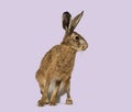 Brown hare looking alert on purple background Royalty Free Stock Photo