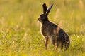 Brown hare looking away on grassland in summer sunset Royalty Free Stock Photo