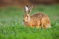 Brown hare looking on grass in springtime nature.