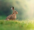 Brown Hare in the morninglight Royalty Free Stock Photo