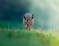 Brown Hare in the morninglight Royalty Free Stock Photo