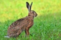 Brown hare Royalty Free Stock Photo