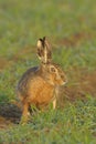 Brown hare portrait Royalty Free Stock Photo