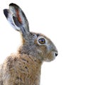 Brown hare portrait