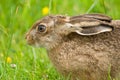 Brown Hare portrait Royalty Free Stock Photo