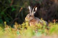 Brown hare portrait early morning