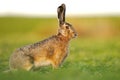 Brown hare posing in beautiful golden light Royalty Free Stock Photo