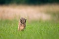 Brown hare running in a field Royalty Free Stock Photo
