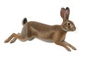Brown hare running in motion isolated on white background Royalty Free Stock Photo