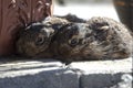 Brown Hare siblings in the garden Royalty Free Stock Photo