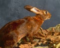 Brown Hare standing on Autumn leaves
