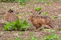 Brown Hares feeding in a Yorkshire field.