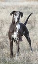 Brown harlequin Great Dane standing in field in winter grass