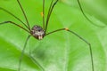 Brown harvestman (Daddy Longlegs) resting on leaf Royalty Free Stock Photo