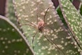 Brown harvestman (Opiliones) found on a green leaf