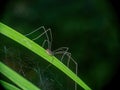 Brown harvestman, Phalangium opilio arachnid on grass.