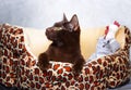 Brown Havana siamese cat Royalty Free Stock Photo