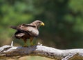 Brown hawk on a branch Royalty Free Stock Photo