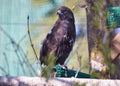 Hawk in a cage a zoo Royalty Free Stock Photo