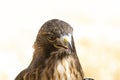 Brown hawk displaying its keen gaze and sharp features in a natural habitat during daylight Royalty Free Stock Photo