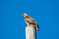 Brown Hawk Royalty Free Stock Photo