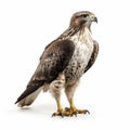 8k Resolution Hawk Standing Against White Background - Eye-catching Perceptual Pose