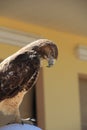 Brown Hawk Royalty Free Stock Photo