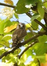 Brown hawk owl