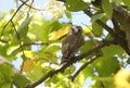 Brown hawk owl