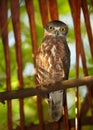 Brown Hawk Owl, Ninox scutulata, roosting in hidden place