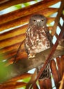 Brown Hawk Owl, Ninox scutulata, roosting in hidden place