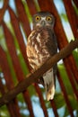 Brown Hawk Owl, Ninox scutulata, roosting in hidden place