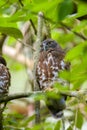 Brown hawk owl perch, roosting on the tree Royalty Free Stock Photo