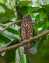 Brown Hawk Owl perch on the tree in nature Royalty Free Stock Photo
