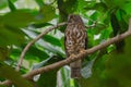 Brown Hawk Owl perch on the tree in nature Royalty Free Stock Photo
