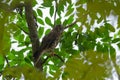 Brown Hawk Owl perch on the tree in nature Royalty Free Stock Photo