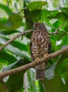 Brown Hawk Owl perch on the tree in nature Royalty Free Stock Photo
