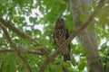 Brown Hawk Owl perch on the tree in nature Royalty Free Stock Photo